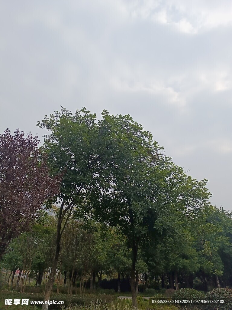 户外绿树成荫的自然景致