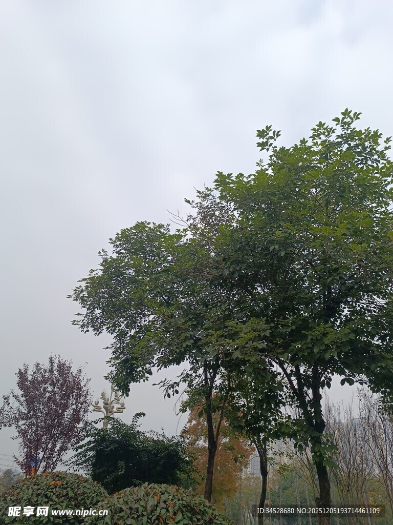 阴天中的绿树与灌木丛