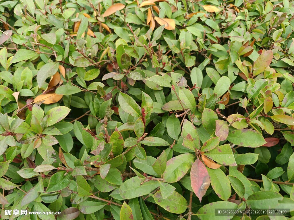 绿叶间带红的植物景观