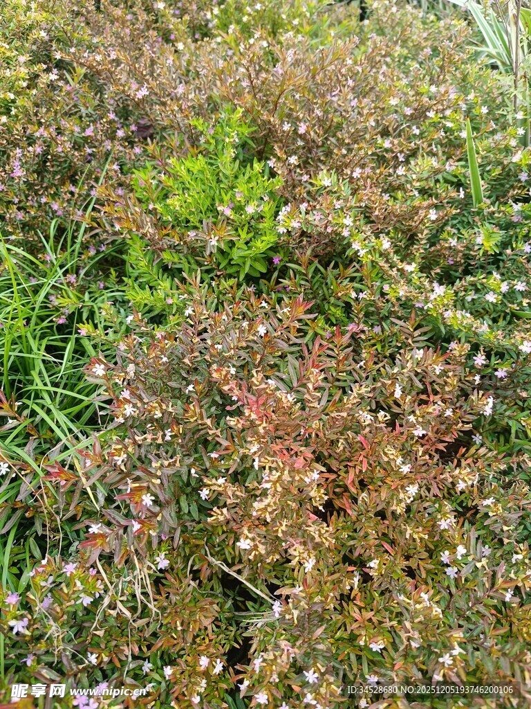 多彩繁茂的地面植物景观
