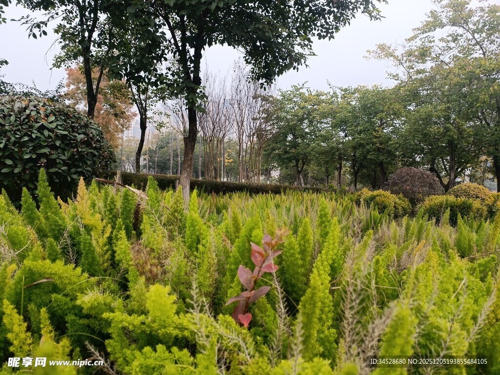 绿意盎然的园林植物景观