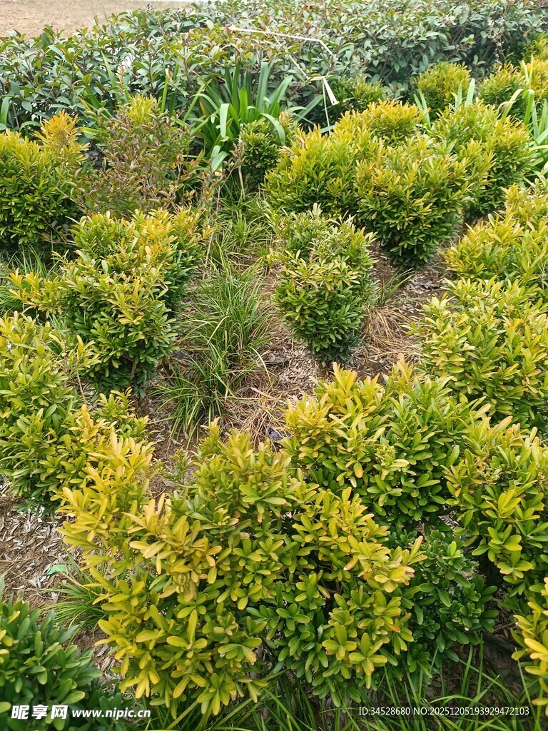 多彩灌木植物景观