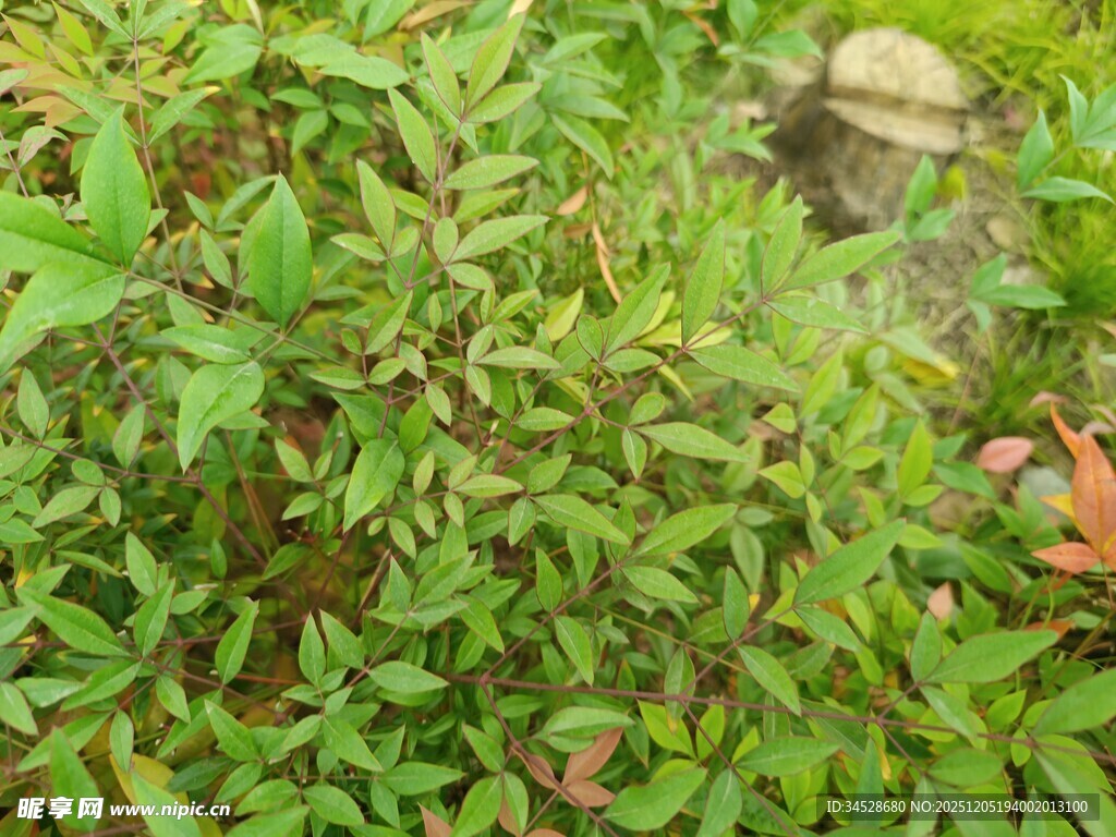 翠绿繁茂的植物景观