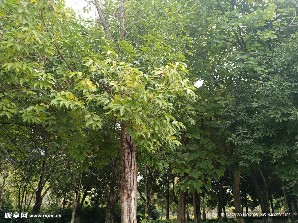 绿意盎然的树林景观