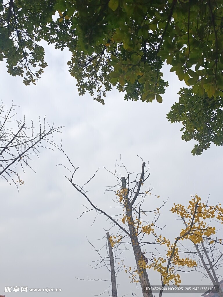 枯树与绿树对比景象