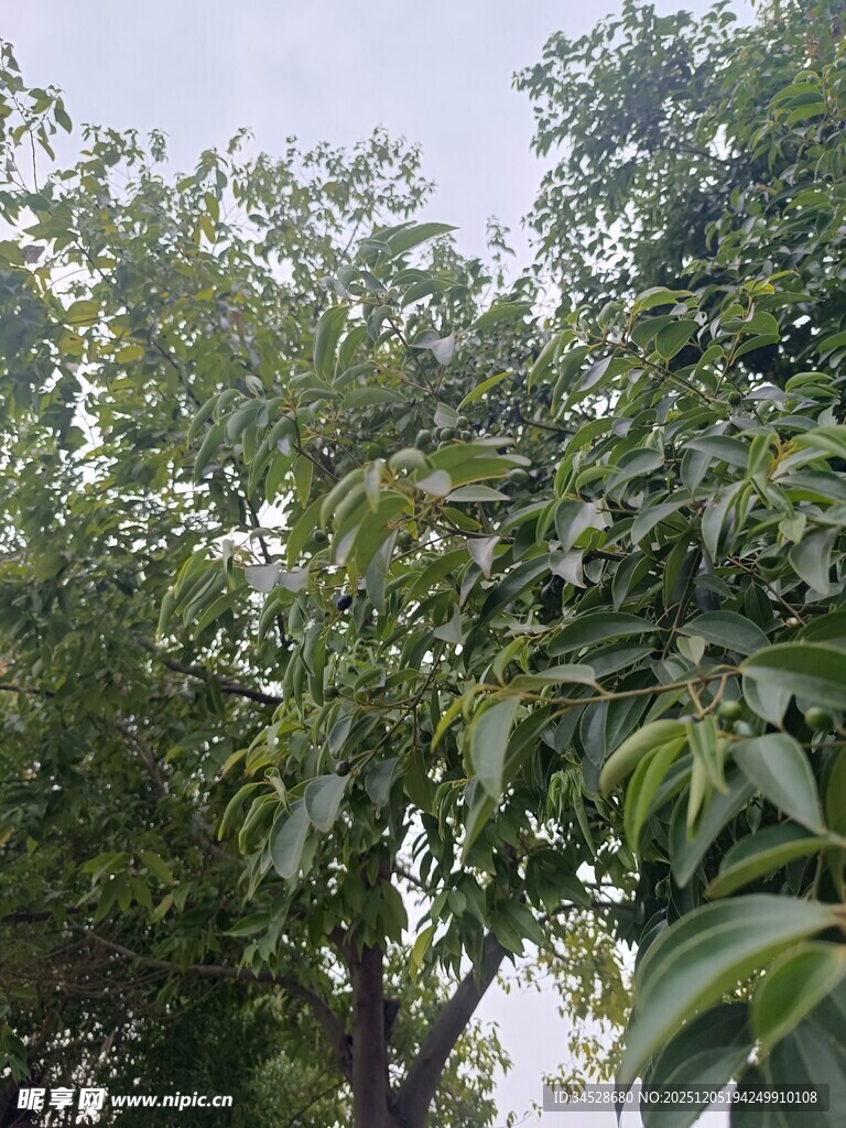 绿叶繁茂的树木景观