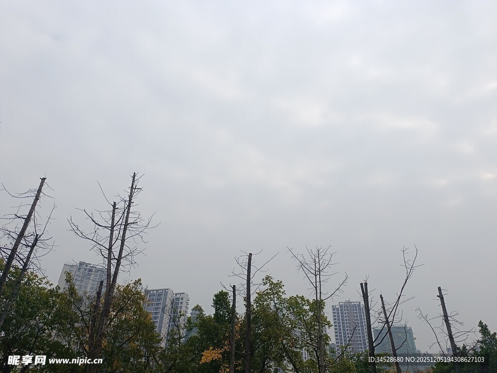 雾中枯树与远处建筑景观