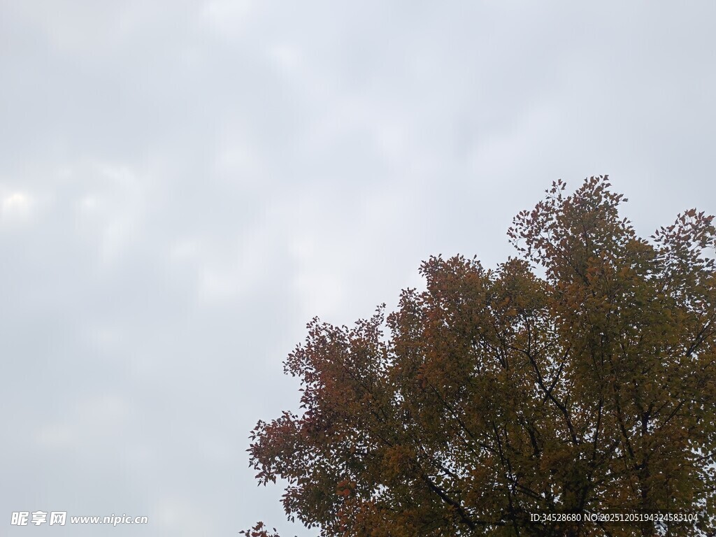 秋日树梢与朦胧天空