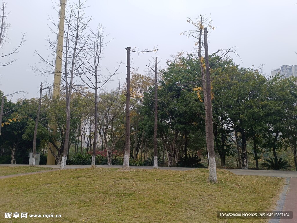 公园草地与树木景观