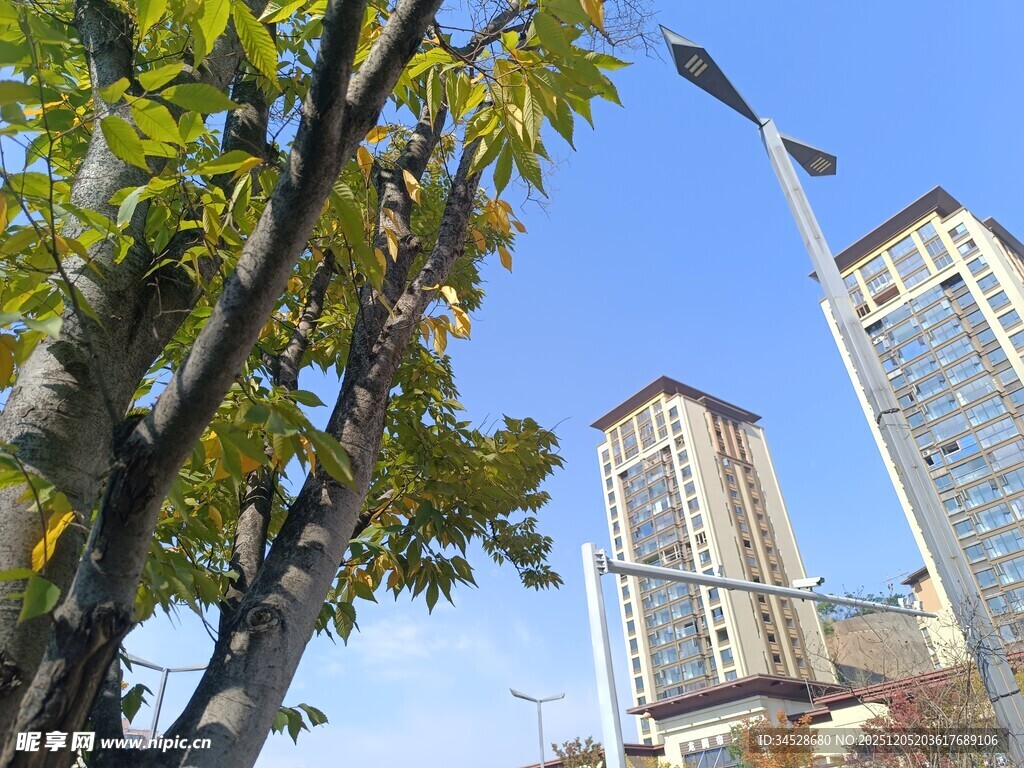 秋日城市中树木与高楼