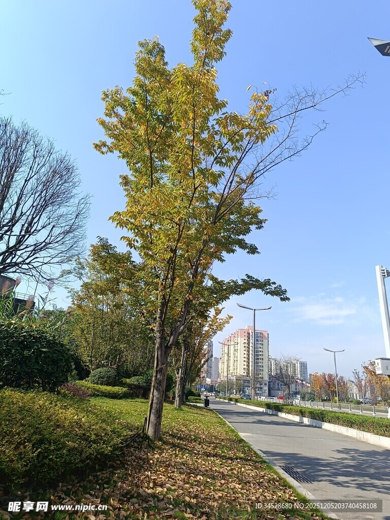 秋日街道旁的黄绿树木