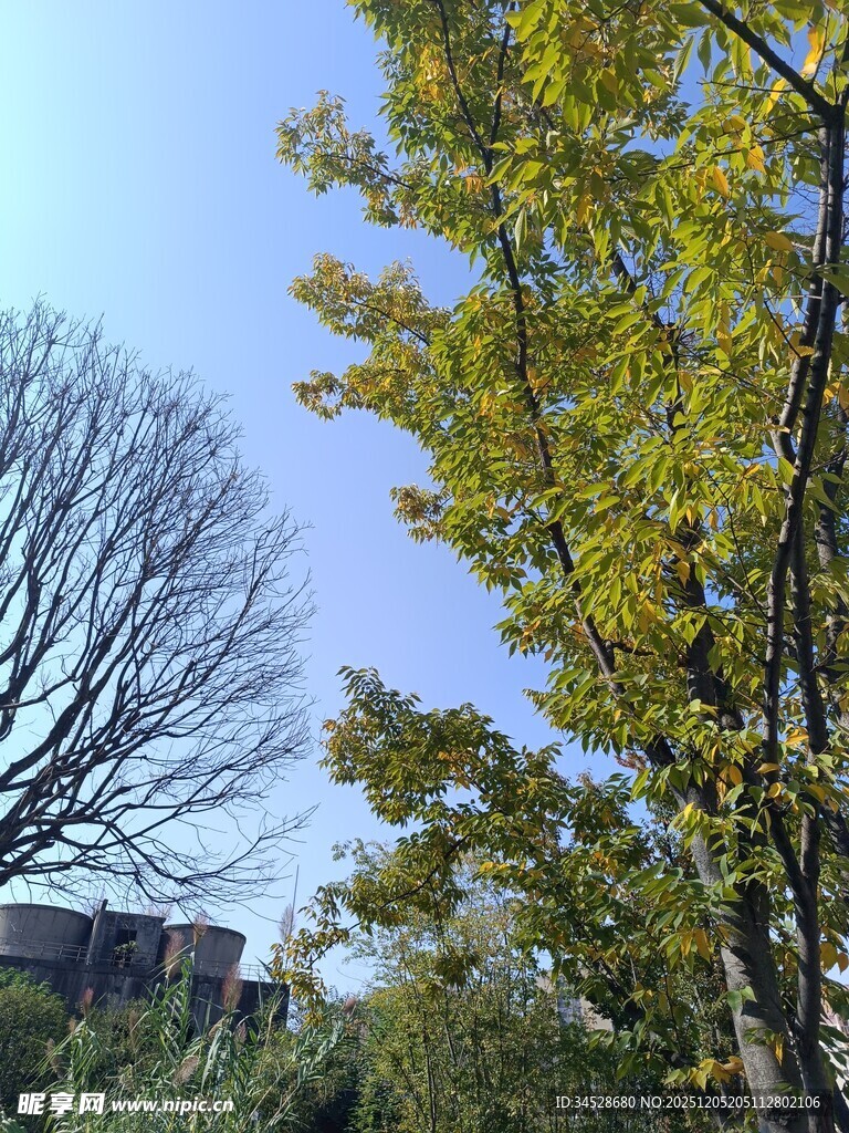 秋日黄叶与光秃树木景观