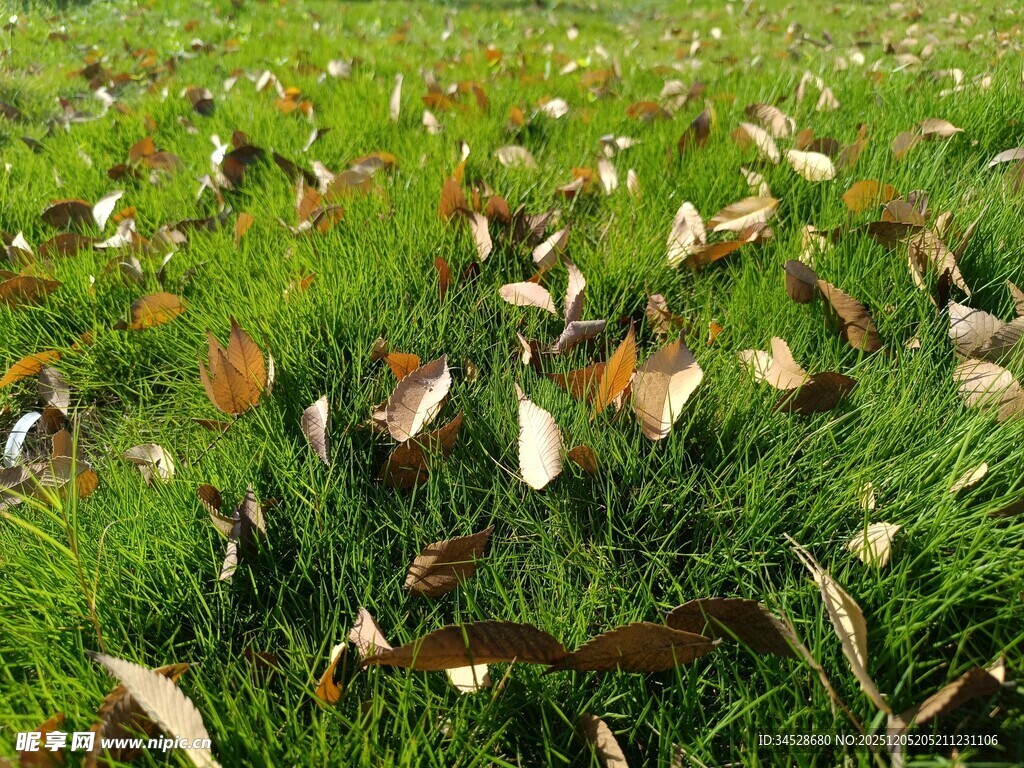 草地散落枯叶景象