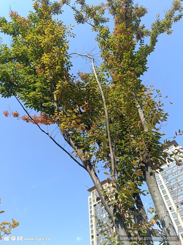 蓝天绿树高楼相映成趣