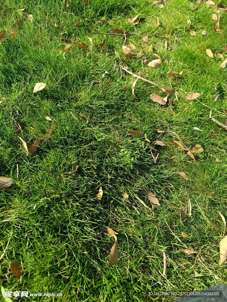 地面上的绿草与散落枯叶