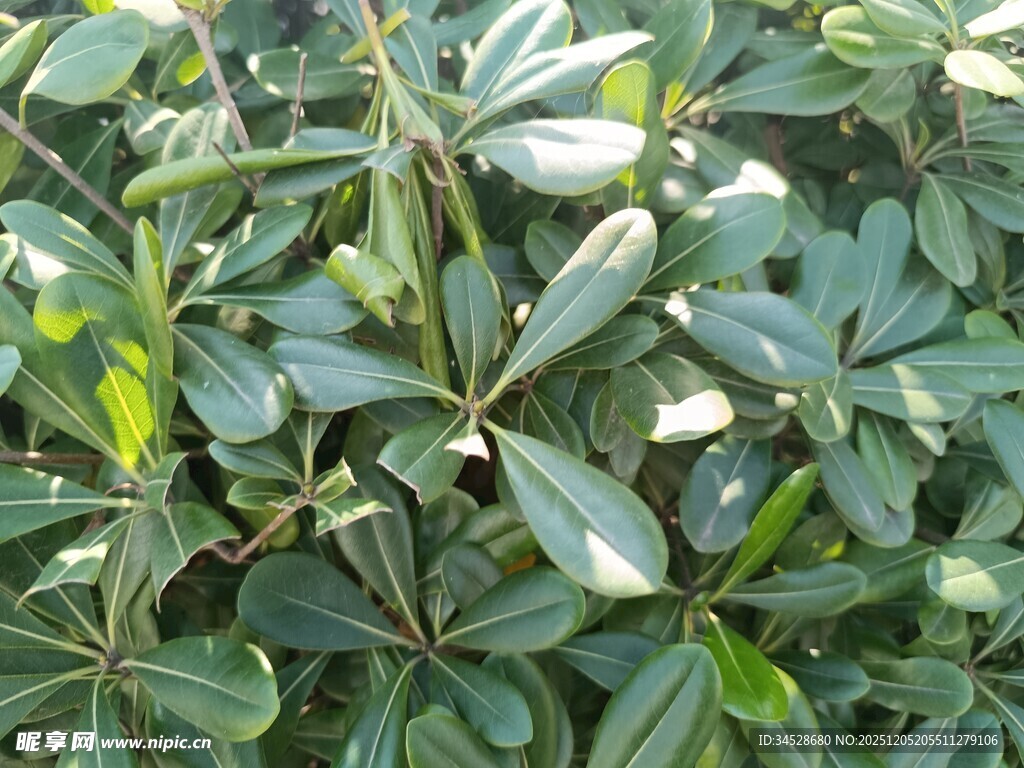 绿叶繁茂的植物景观