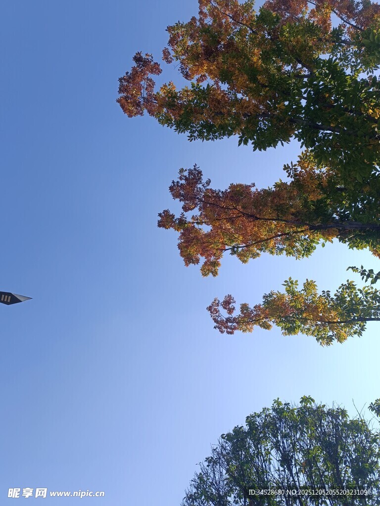 秋日树梢与蓝天美景