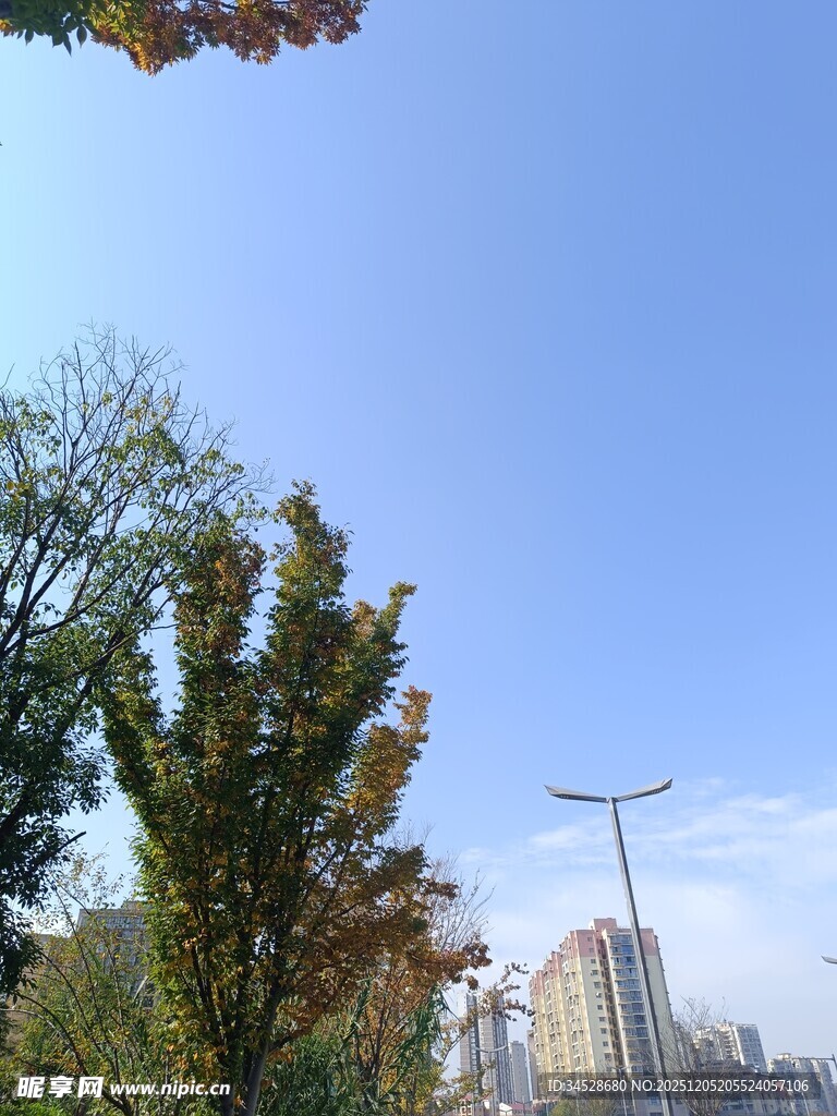 秋日城市树木与建筑景观