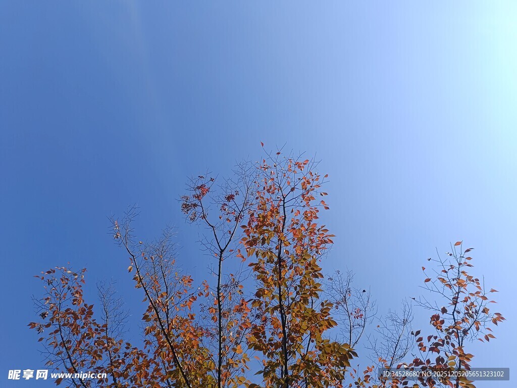 秋日树梢映蓝天