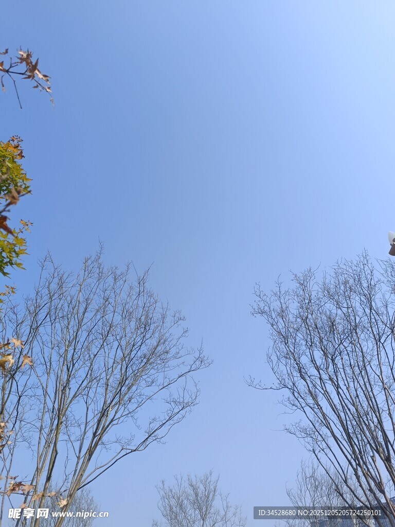 蓝天映衬下的树木景致