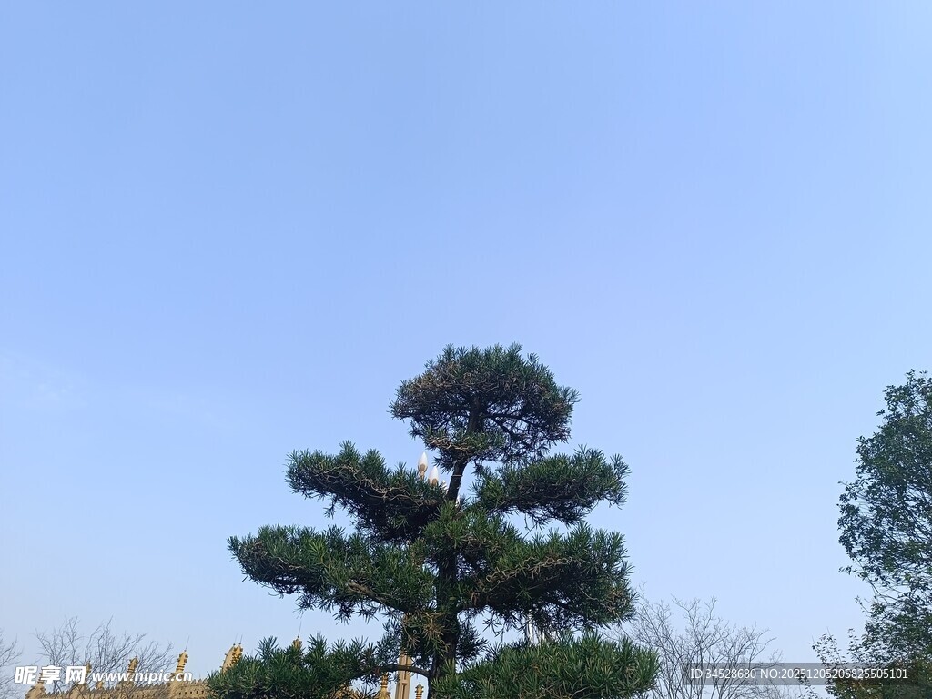 挺拔松树傲立蓝天之下