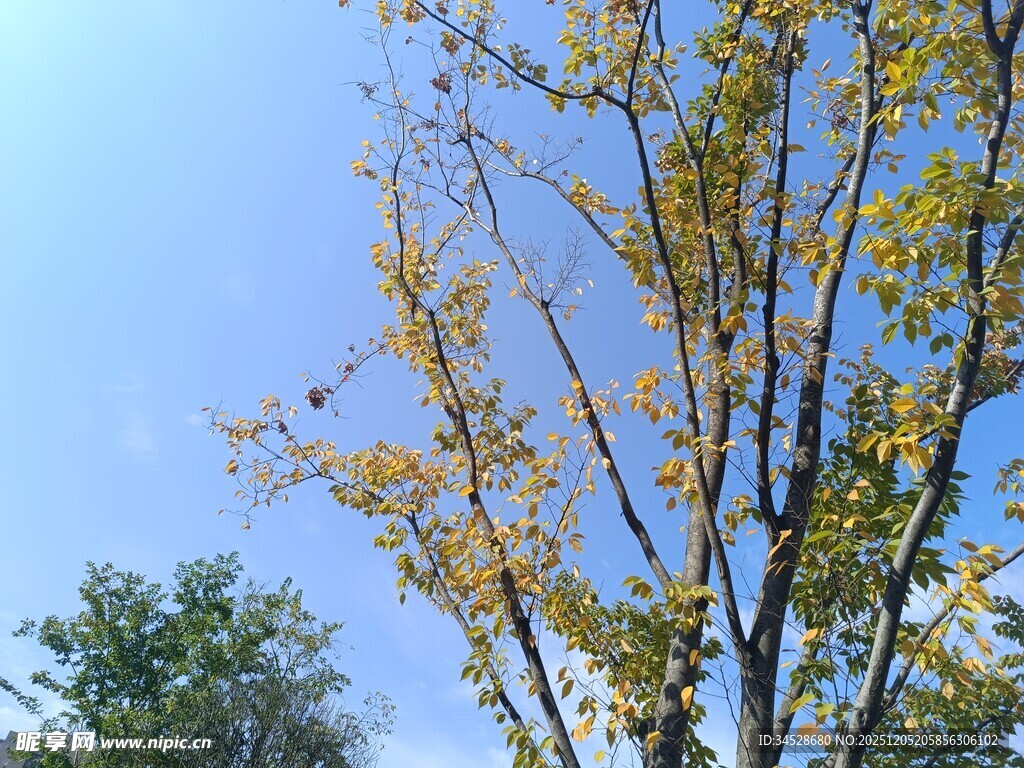 秋日黄叶树