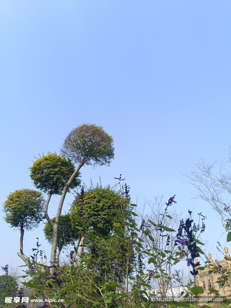奇特造型的绿植景观