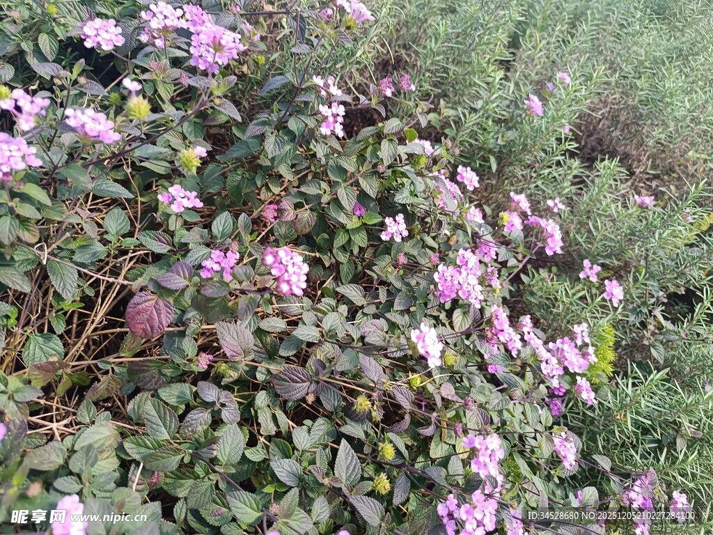 绽放的粉色花丛