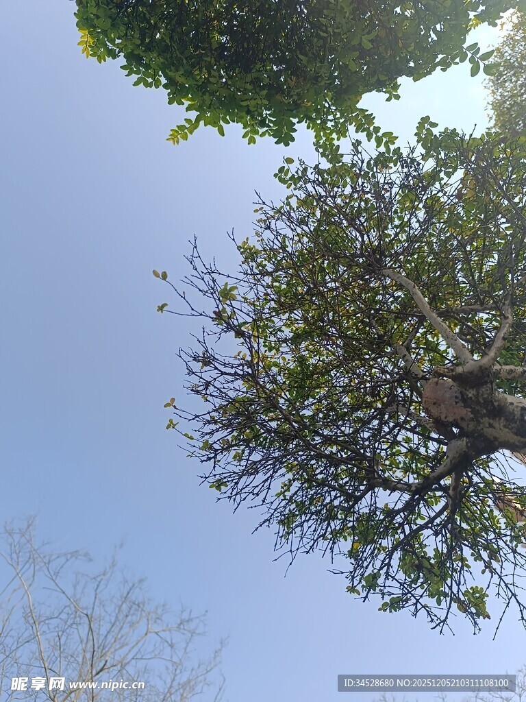 仰望树冠蓝天景象