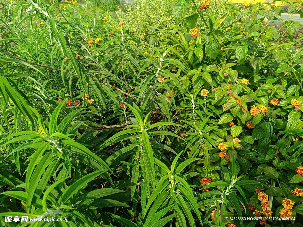 繁茂绿植中的橙色小花