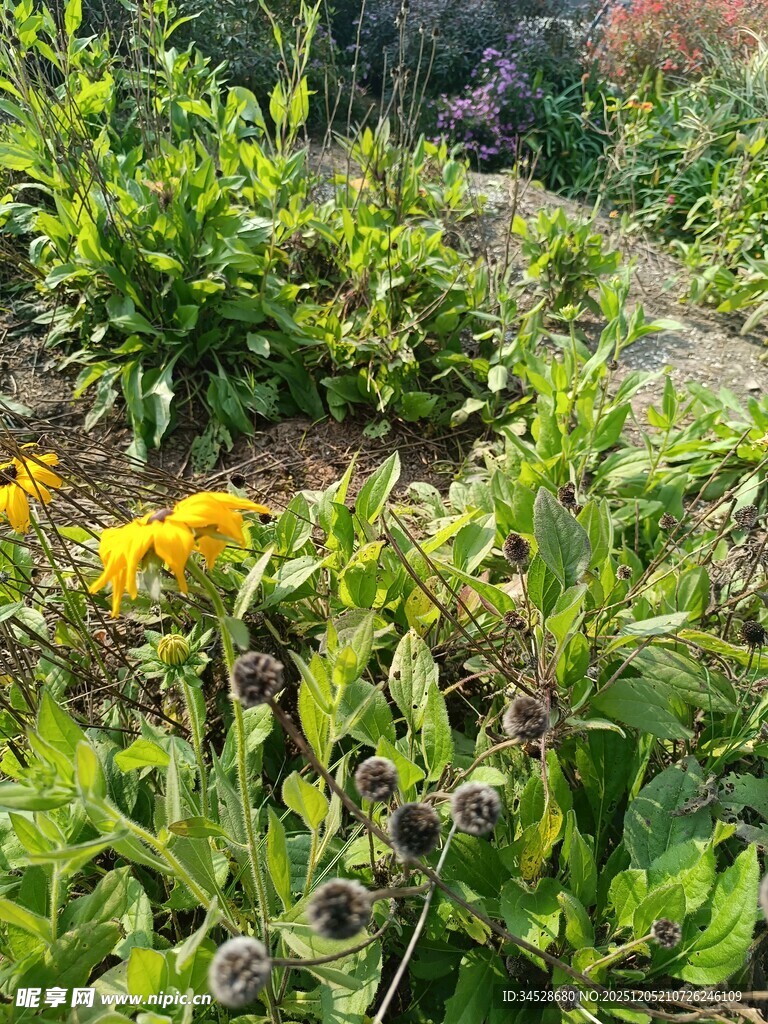 绿意盎然的花园植物景观