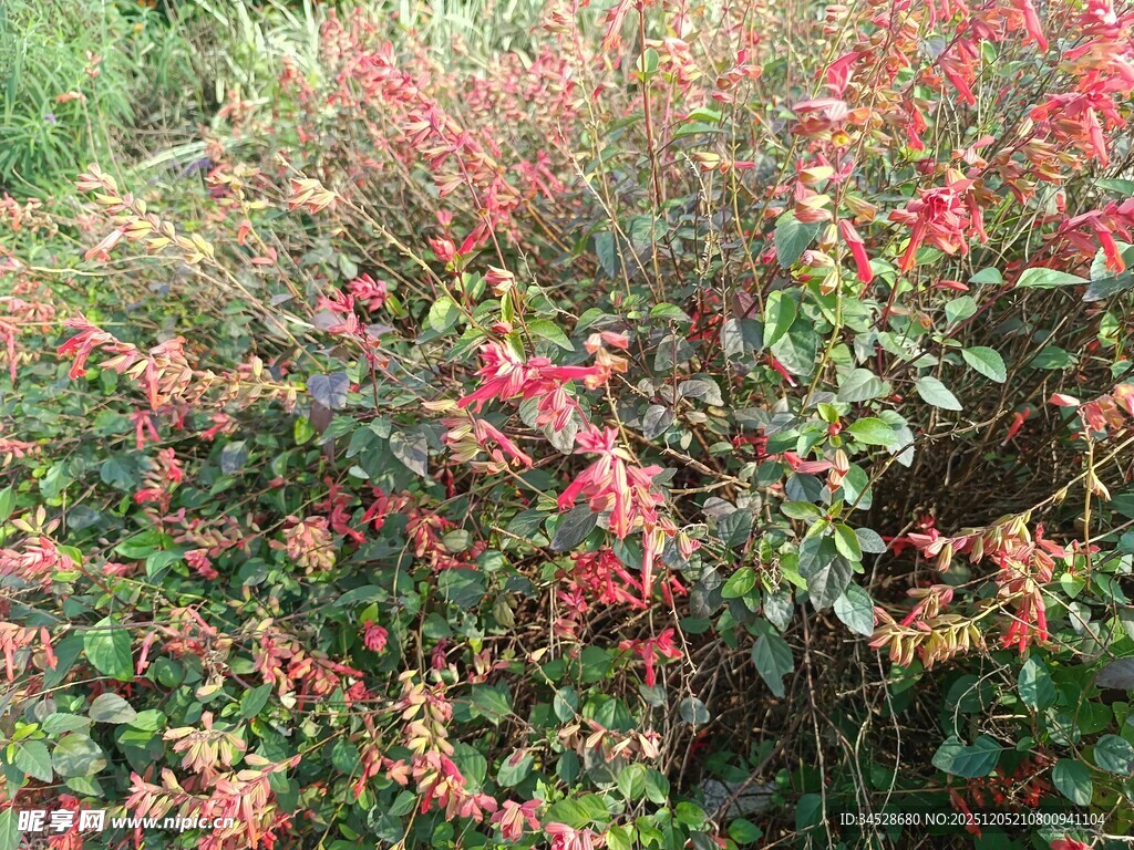 艳丽花丛绽放迷人色彩