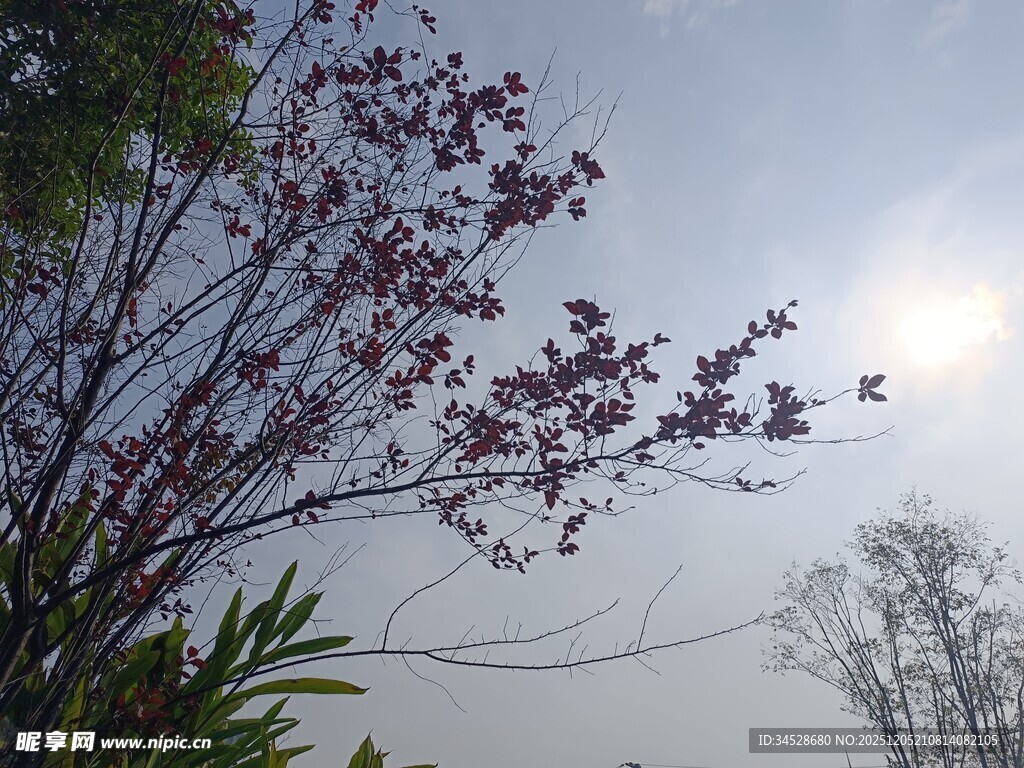 雾中绽放的繁花