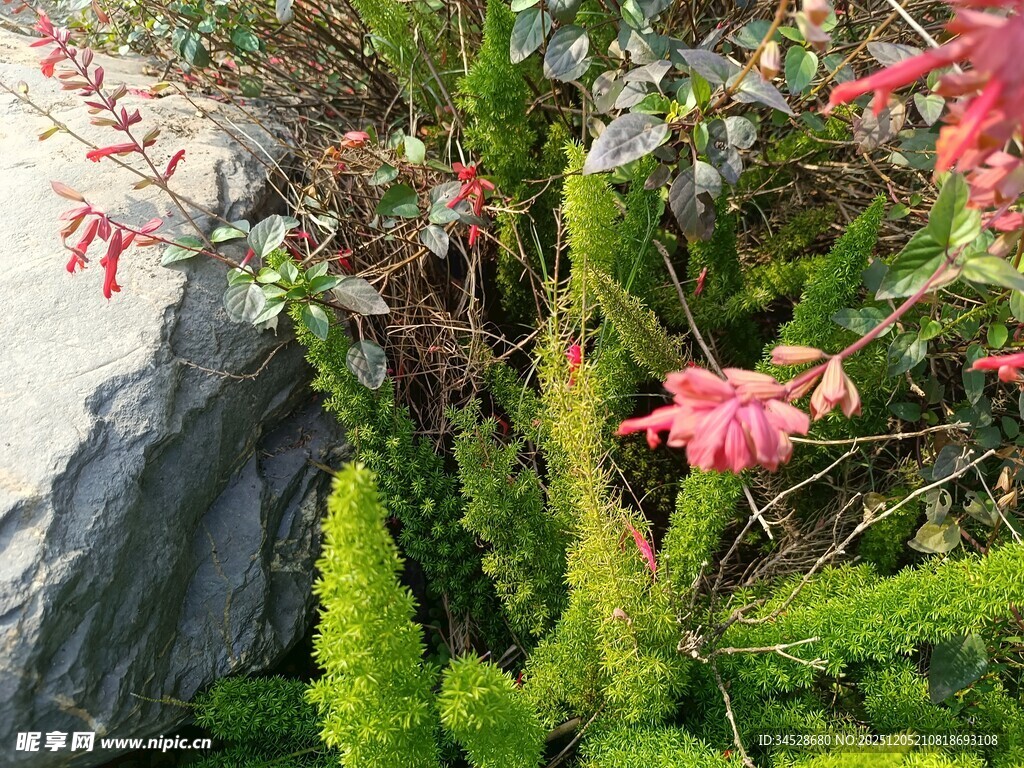 石边绿植与粉红花卉景观