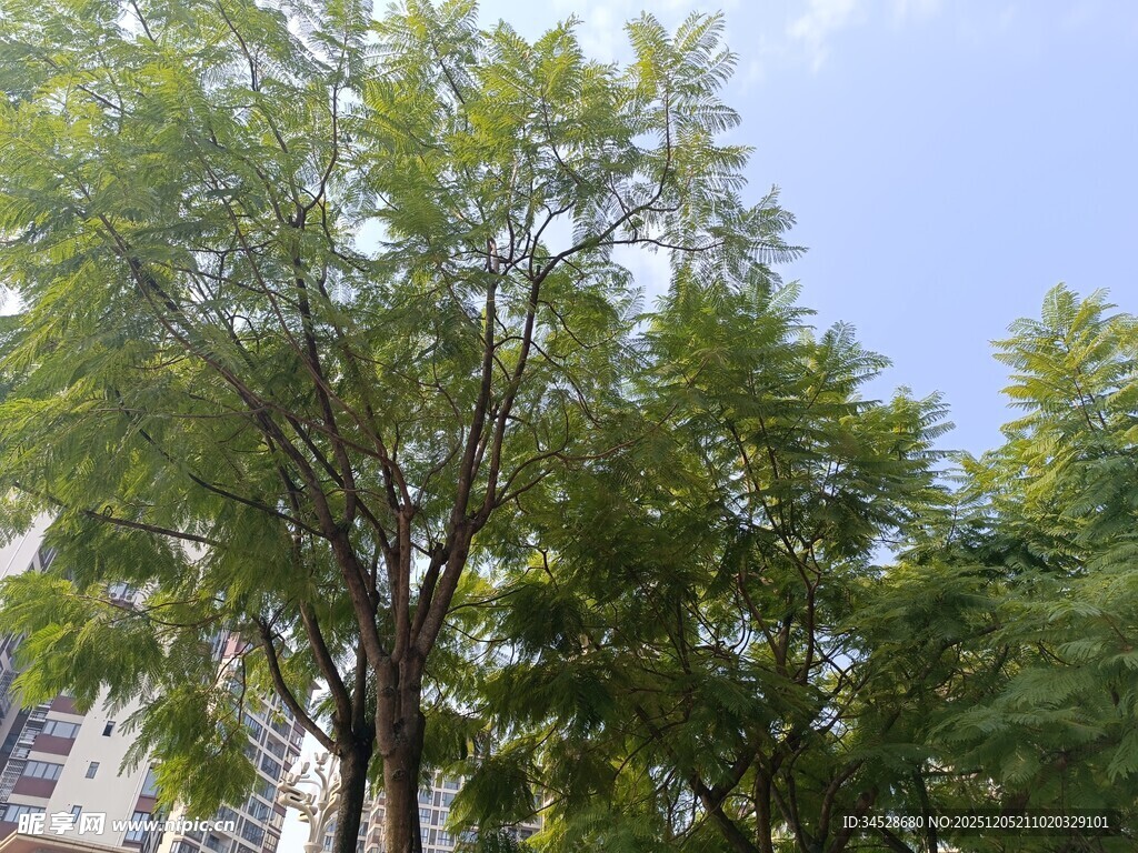 夏日绿树蓝天清新景象