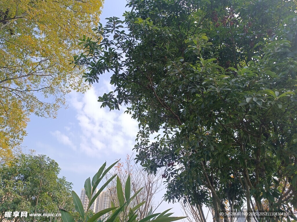 户外绿树蓝天自然景致