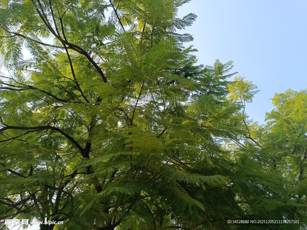 蓝天映衬下的葱郁树木