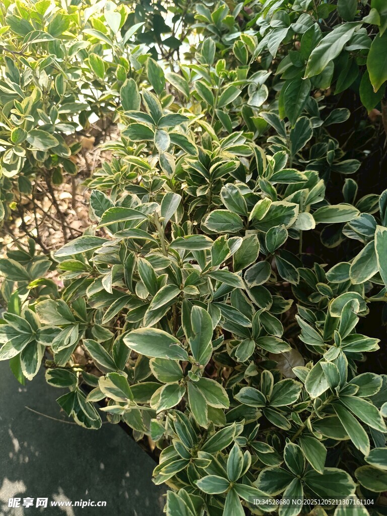 绿叶繁茂的植物景观