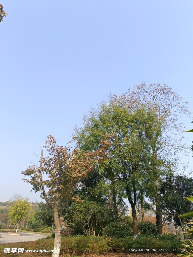 秋日户外树木风景