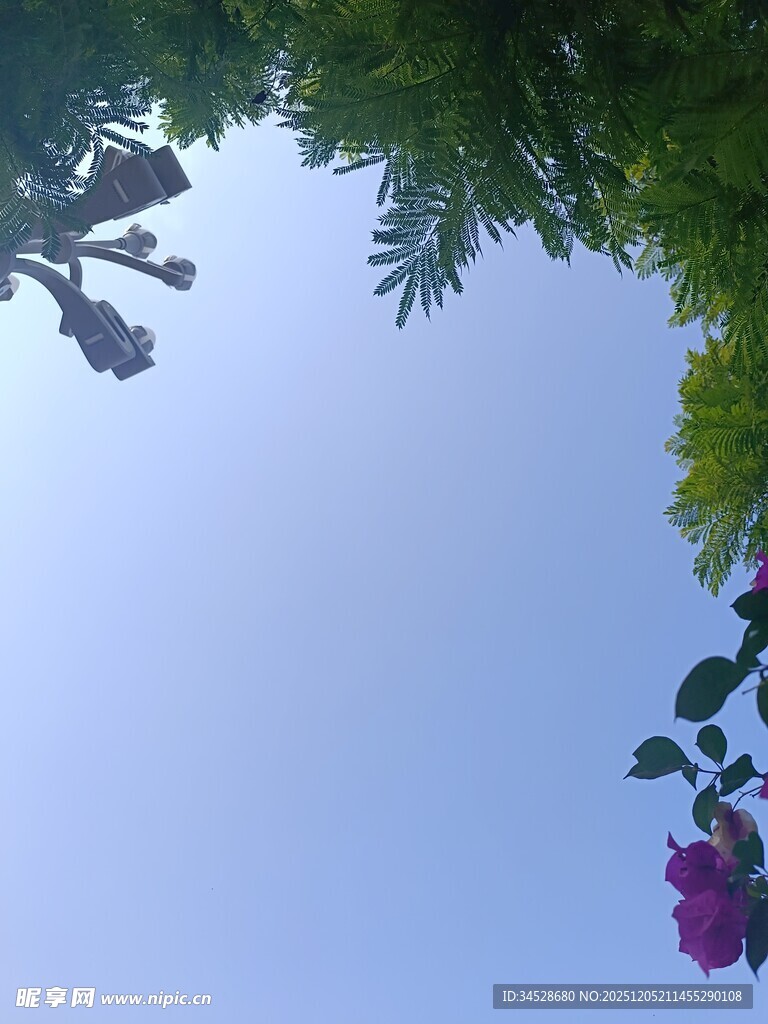 仰视繁花与蓝天