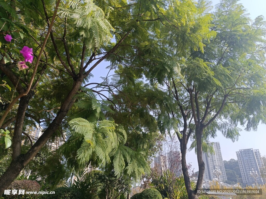 绿树繁花的城市自然景致