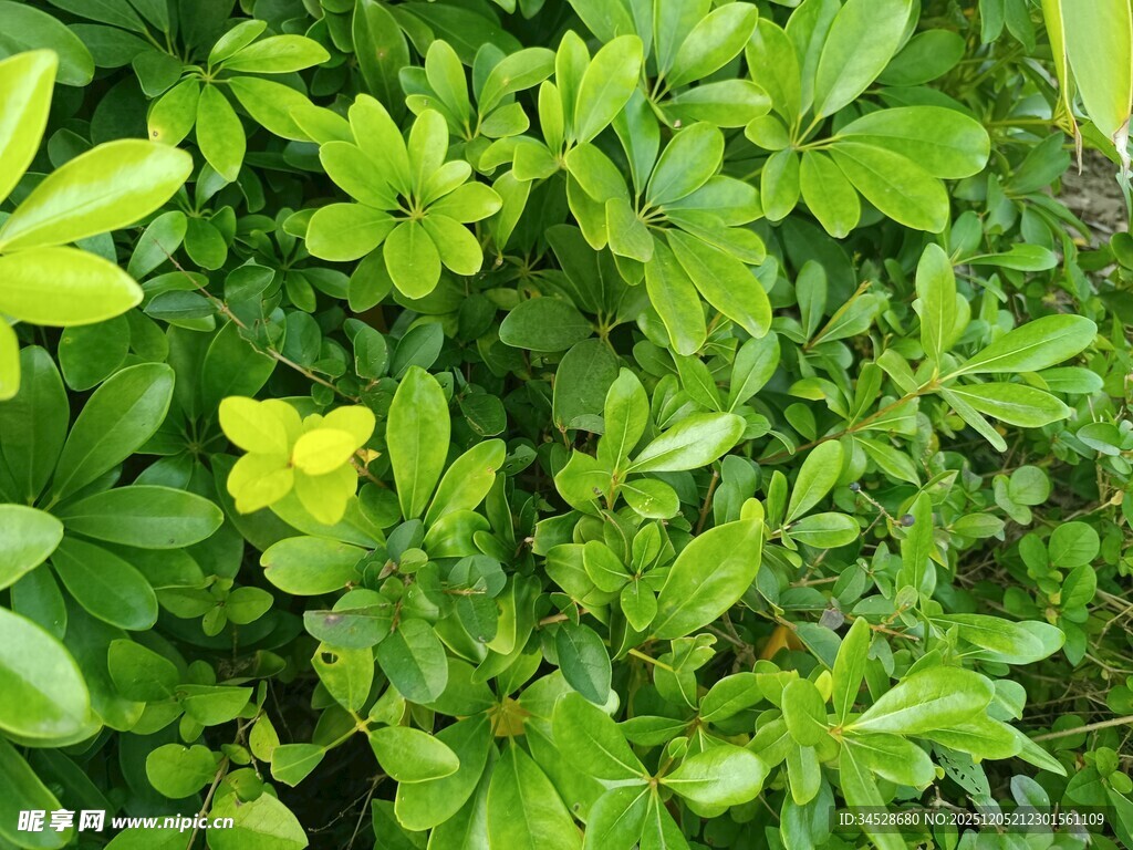 翠绿繁茂的生机绿植