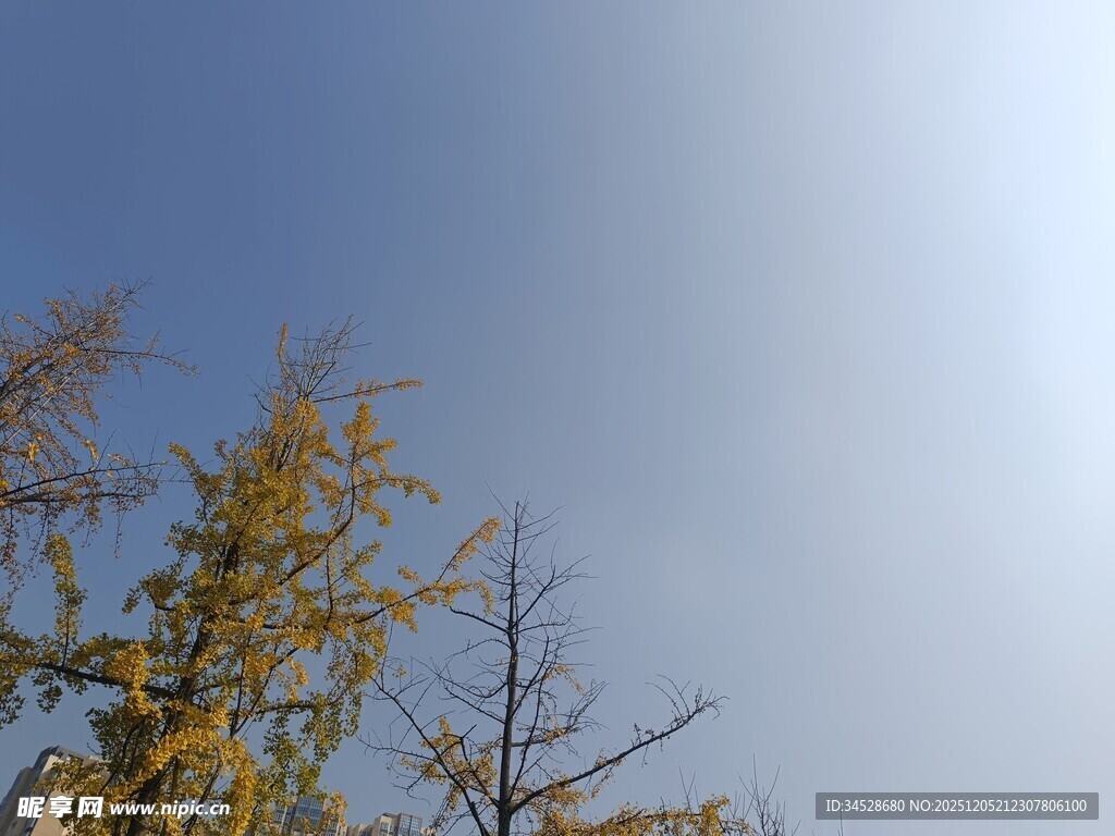 蓝天映衬下的金黄树木