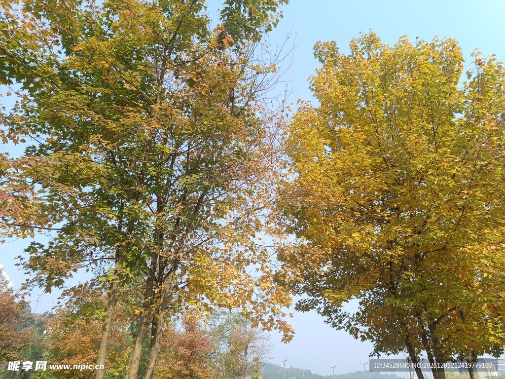 秋日斑斓树木风景