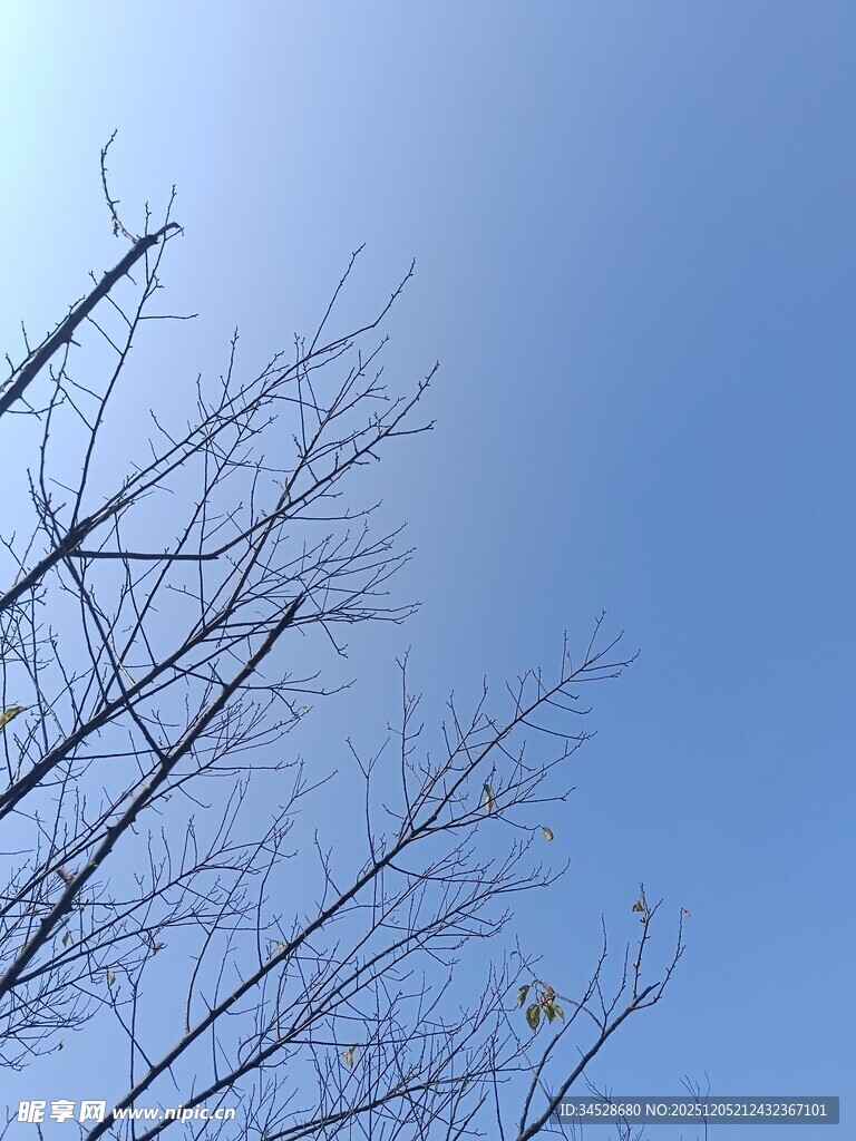 蓝天映衬下的光秃树枝
