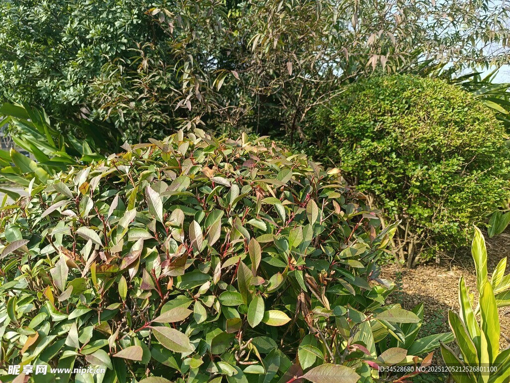 多彩叶片的绿植景观