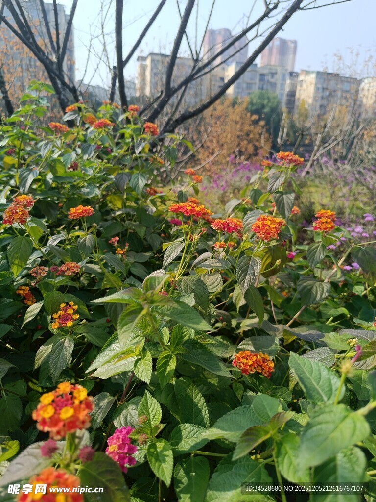 城市中绽放的多彩花卉