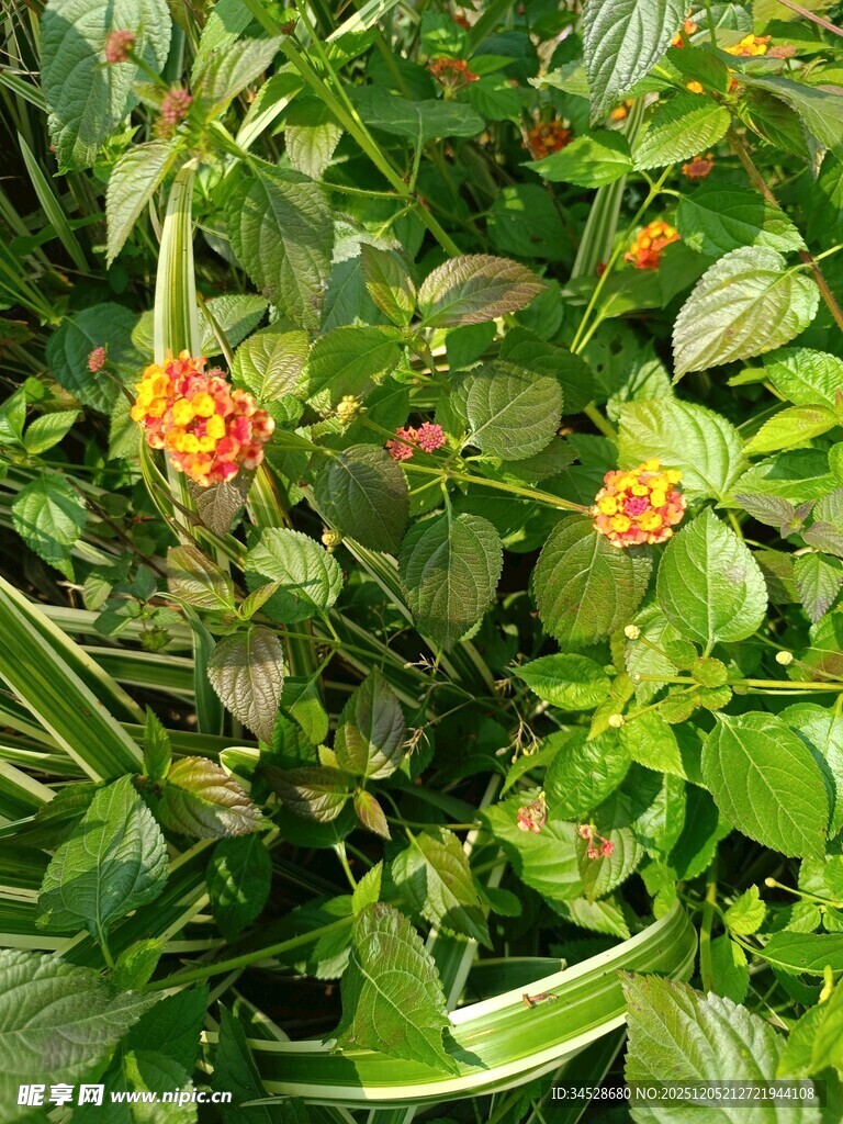 绿叶丛中的鲜艳花朵