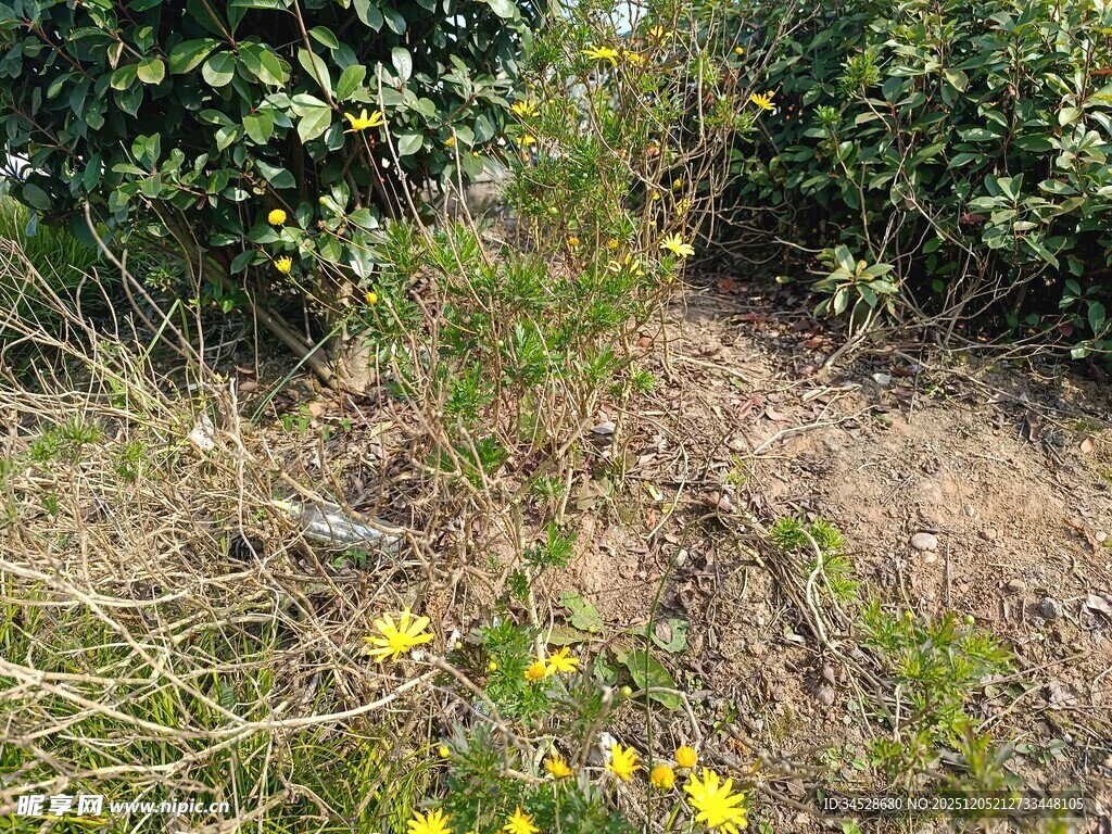 野外草地中的黄色小花