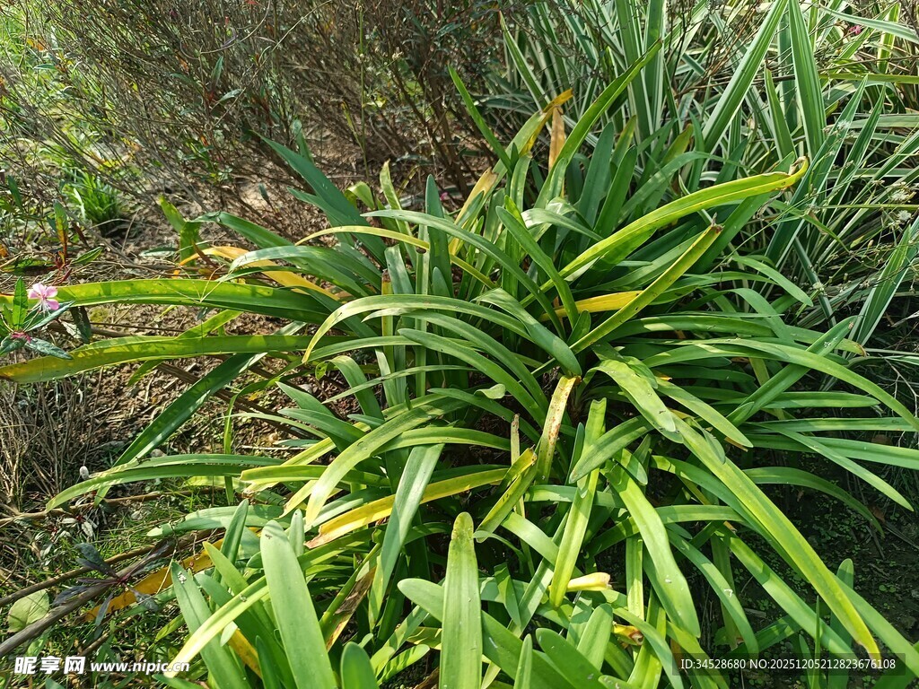 野外生长的葱郁绿色植物